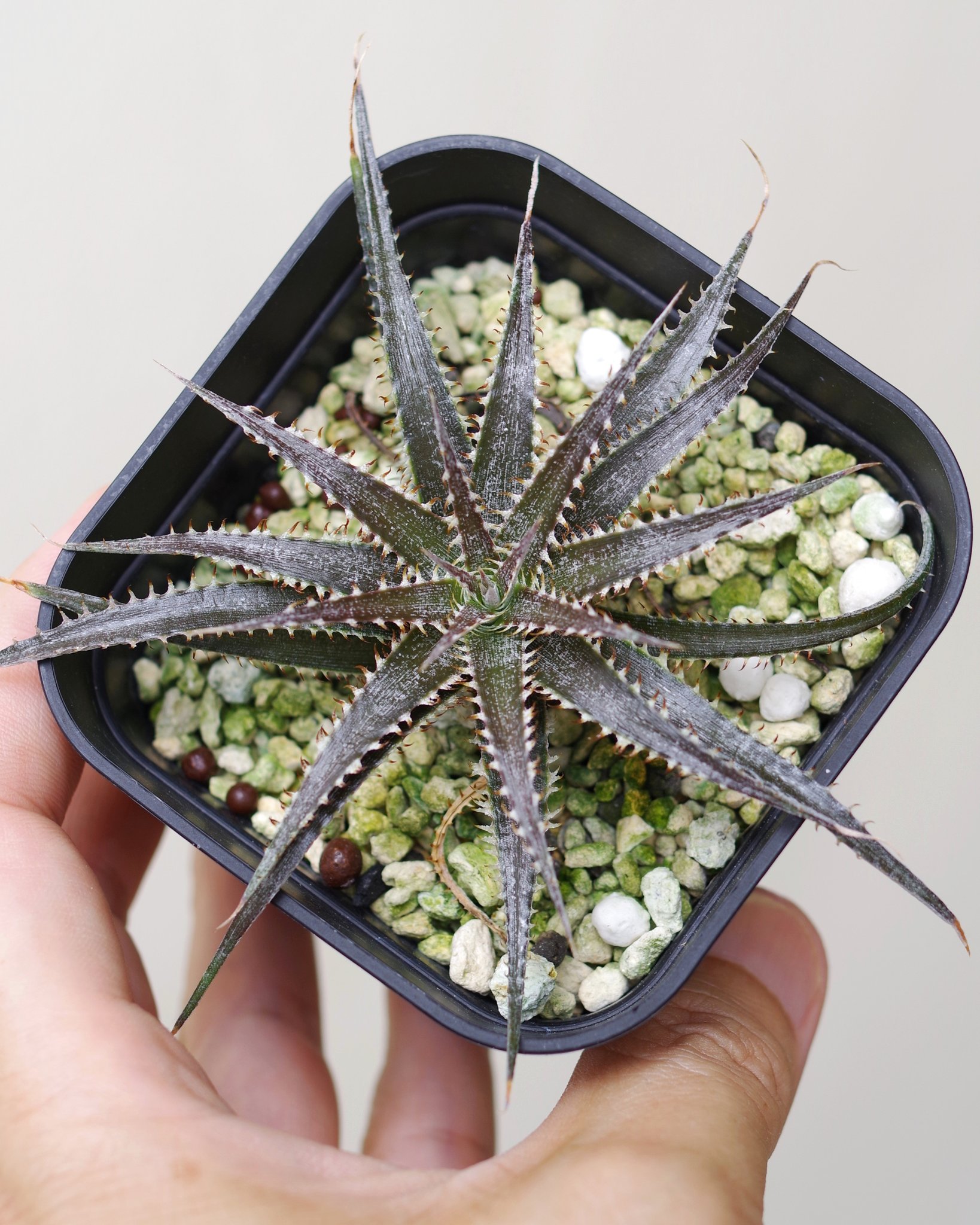 タカコページ 𝙏𝙖𝙠𝙖𝙠𝙤 (@takako_in_paja) / X