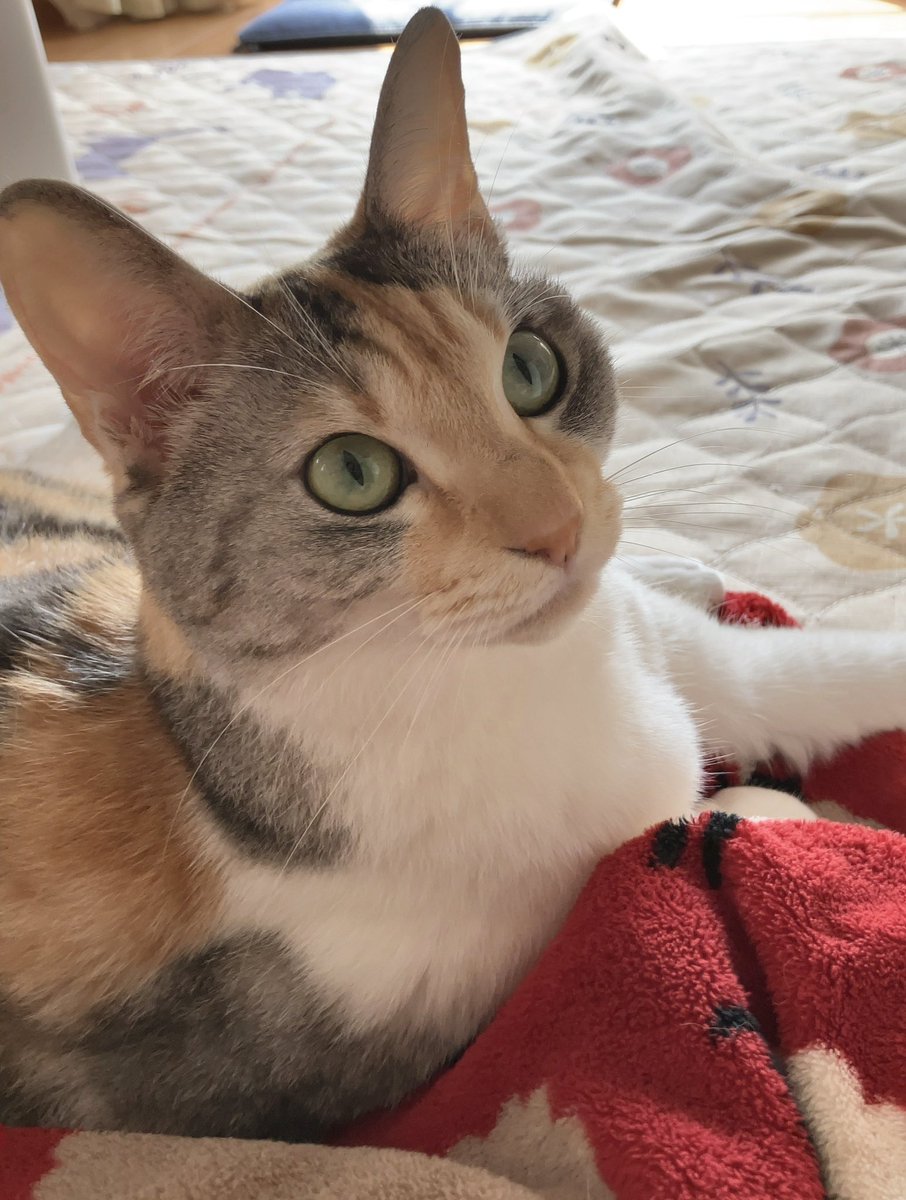 三毛猫のひめちゃん (@mikehime0707) / Posts / X