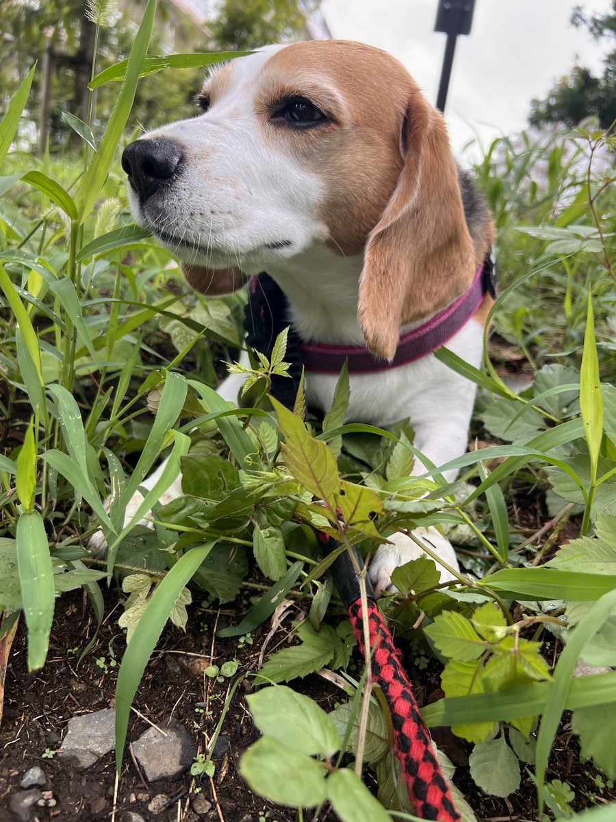 ヤンチャビーグル Beagle, Charlie & Momo (@revival_basser) / X