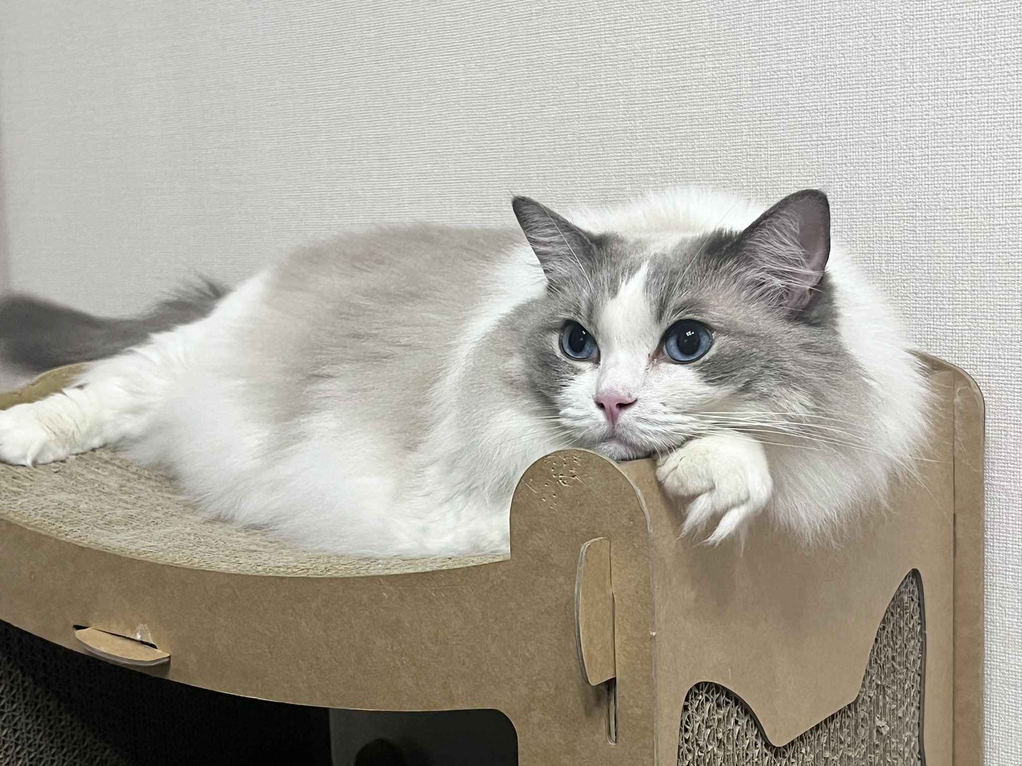 ちまき△ラグドール (@Chimaki_0927) / X