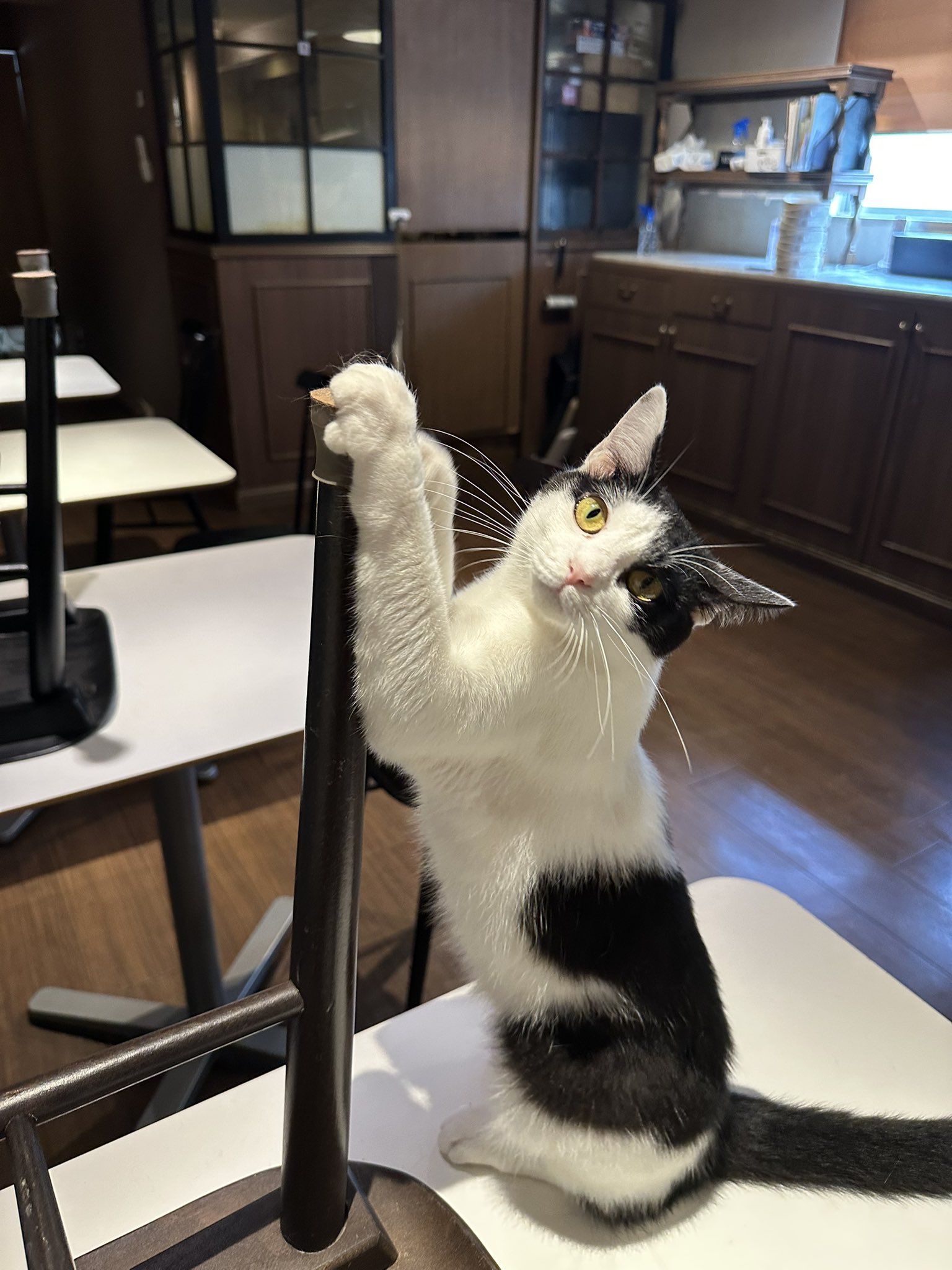 カフェきゃらふ｜東京浅草の猫カフェ on X: 