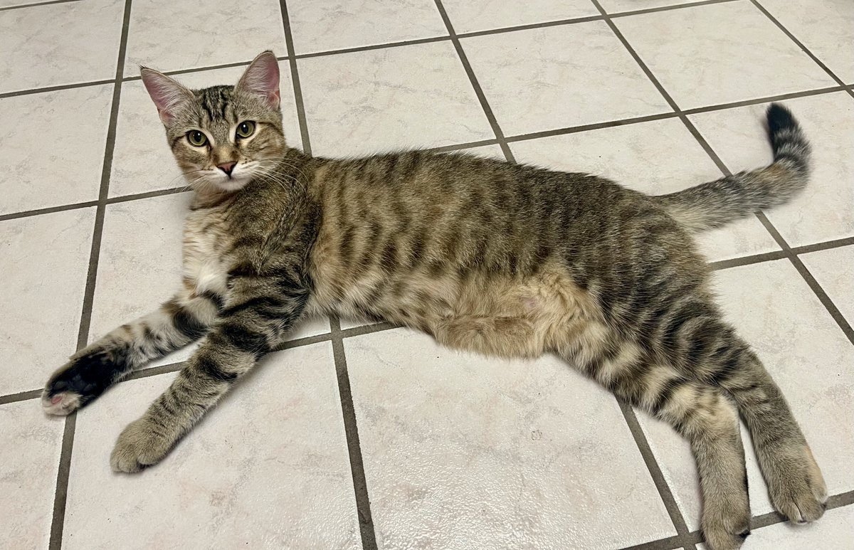 SubduedSnarl's tweet photo. Look who showed up ?  
It's #PaddockKitty from #Baku !😉 😹

It's really #Furrari who is #Max 's 🐈 sister🥰

Happy #Caturday !!😸

#BakuGP #Formula1 #PaddockCat 
#Photography #Kittens #Cats 
@gmracingblue @GordonMercedes9 @EightMike 
@sanwebal @junjokerando https://t.co/Zoskeum1tV