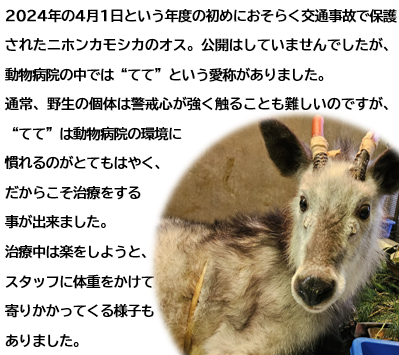 動物の平日 2025年5月14日に亡くなったニホンカモシカのオス“てて”についての