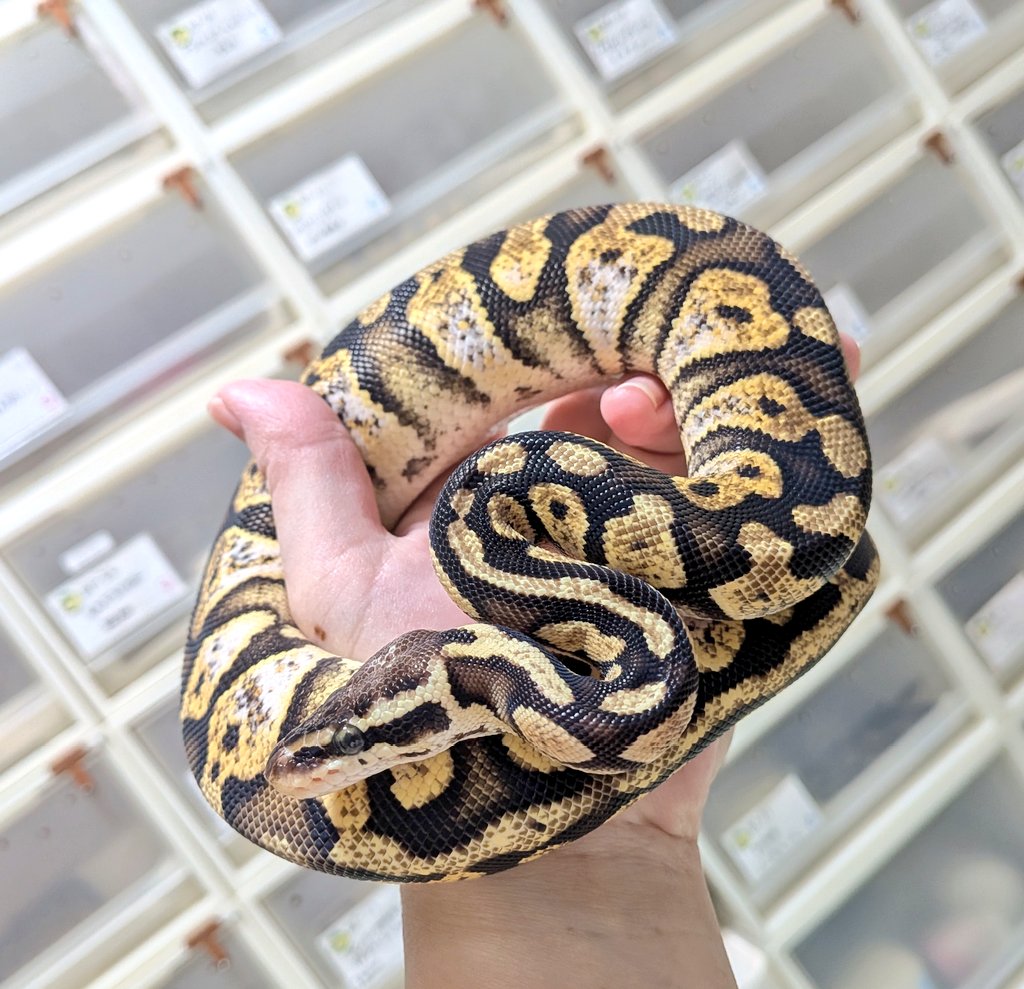 BallPython1207's tweet image. 11時〜
「バナナの家」開けまーす😊✨
今日も素敵な一日を❣️
#バナナの家
#ボールパイソン
#爬虫類
#ballPython