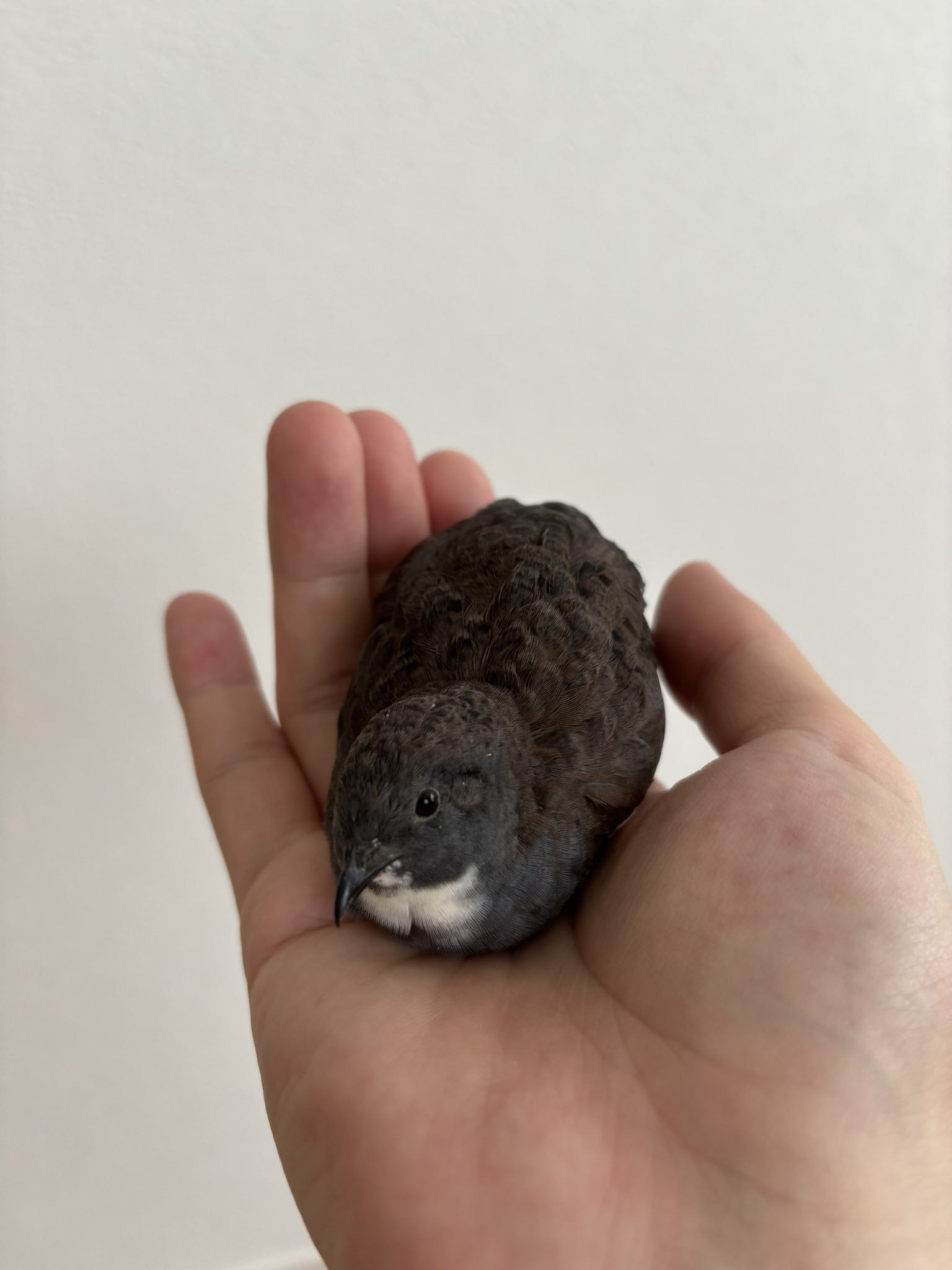 ひめうずら研究室 成鳥用配合飼料 4kg 鳥 餌 ヒメウズラ ひめうずら研究室の餌 成鳥用｜ひめうずら研究室