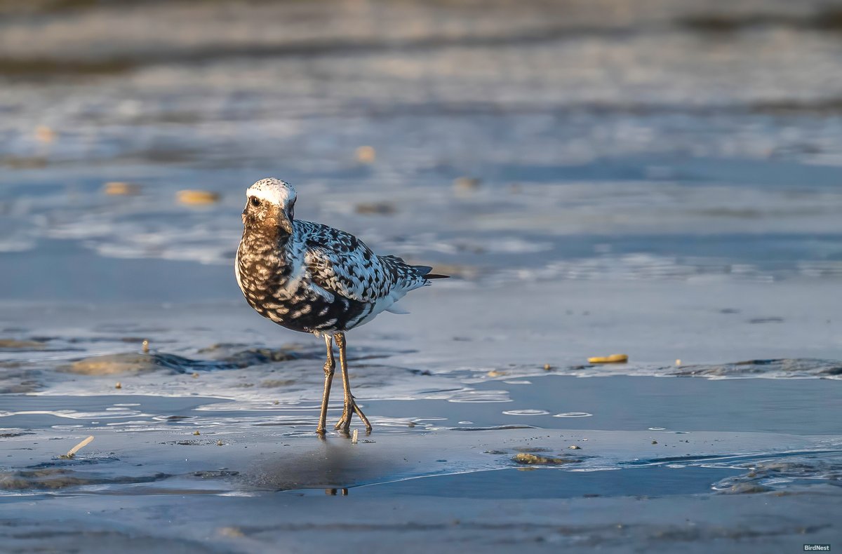 birdnestworld's tweet image. A Black-bellied Plover into the sunset!!!!!!!

#blackbelliedplover #plovers #FallMigration #floridabirding #ebirdfrontpage #floridabirds #jacksonvilleflorida #JacksonvilleFL #birdwatching #birdphotography #birdlife #birdsofinstagram #birdsoftiktok #naturevibes #birdlife