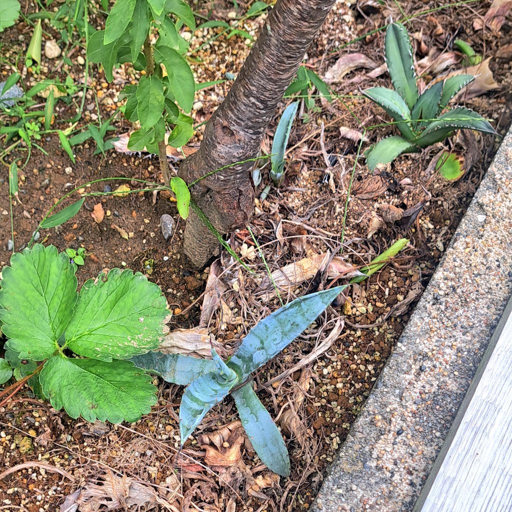 bt6gr's tweet photo. こっちは植え替えの時に出てきた子株を試しに外植えにしたアガベ二種
と、野生化したイチゴ
冬になったら囲みにいれてもらえるように桃の根本に植えたから越冬も出来るはず https://t.co/1Hf7S07mI6