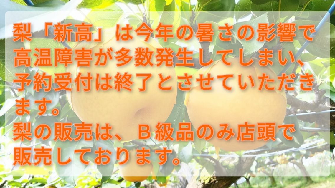 梨「新高」は今年の暑さの影響で高温障害が多数発生してしまい、予約受付および販売は終了とさせていただきます。梨の店頭販売は、Ｂ級品のみ販売しております。

現在「シャインマスカット」の販売および発送予約を行っております。

#稲城 #梨 #シャインマスカット #東京 #ブドウ #稲城市 #稲城の梨