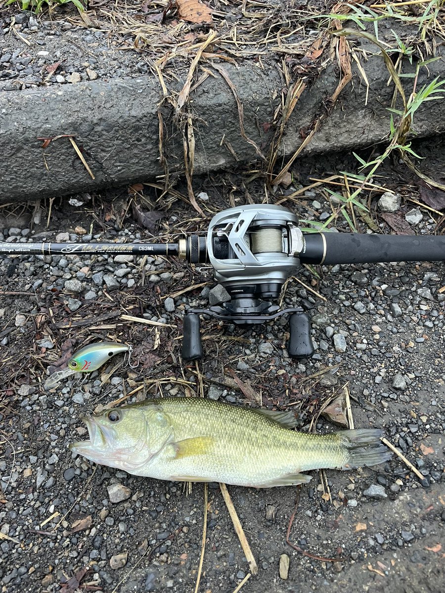 soichiro1124111's tweet photo. 今朝の短時間釣行、TOPで2本、クランクで4本、デラクーで抜き上げ2バラしでした！

FULLRANGE C63ML入魂🔥
予想通り良いロッドでした！！

トップやったFULLRANGE C66LもPEセッティングがポッパーやるのに良い感じ👍

#埼玉バス釣り 
#tailwalk 
#fullrange 
#釣れるロッド https://t.co/bIiPXXGQEq