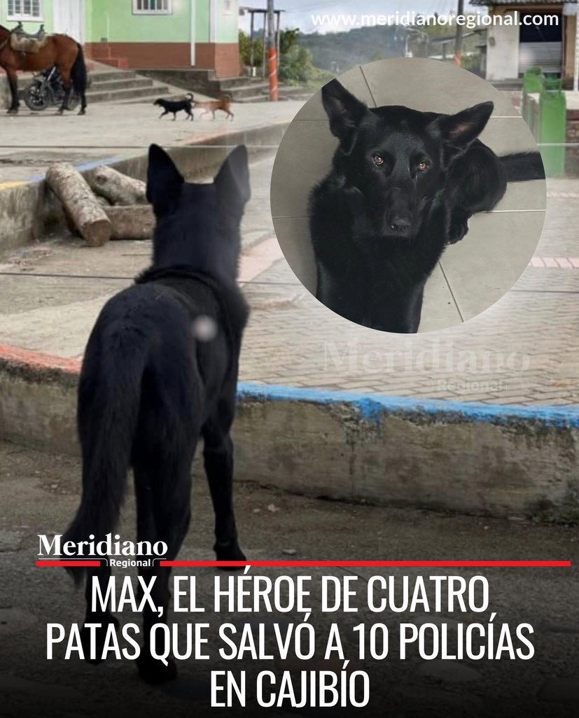 Los guerrilleros mataron a Max,  fue un héroe y salvó a 10 de nuestros policías.🇨🇴

Max se escondía de los disparos Y explosivos, cuando Max, él que los policías adoptaron de la calle, vio caer una granada, la tomó en su hocico y corrió fuera

F para mostrar nuestro respeto   🐺