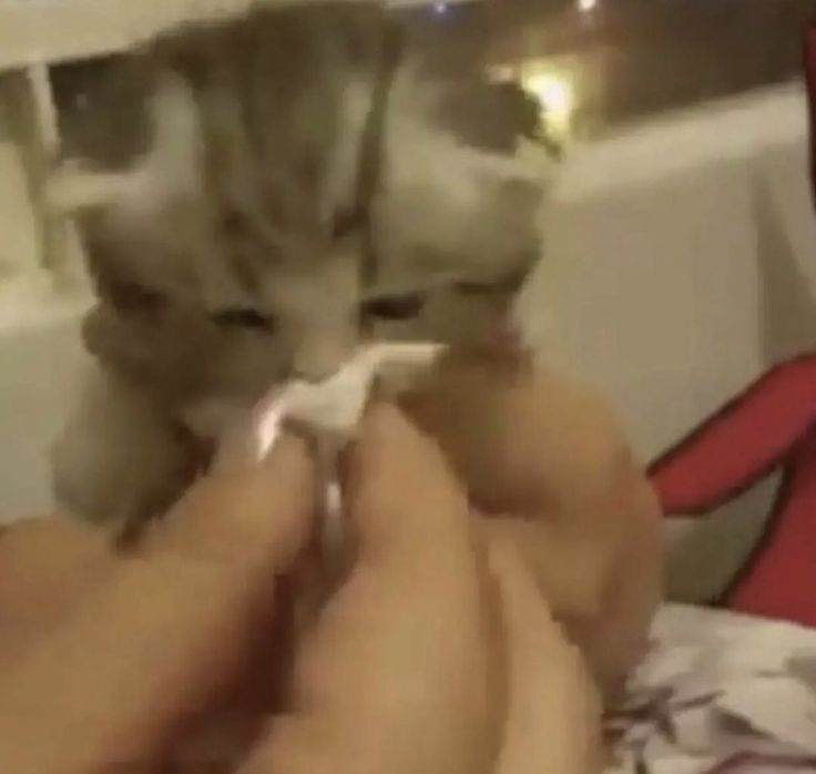 sullyaps's tweet image. 