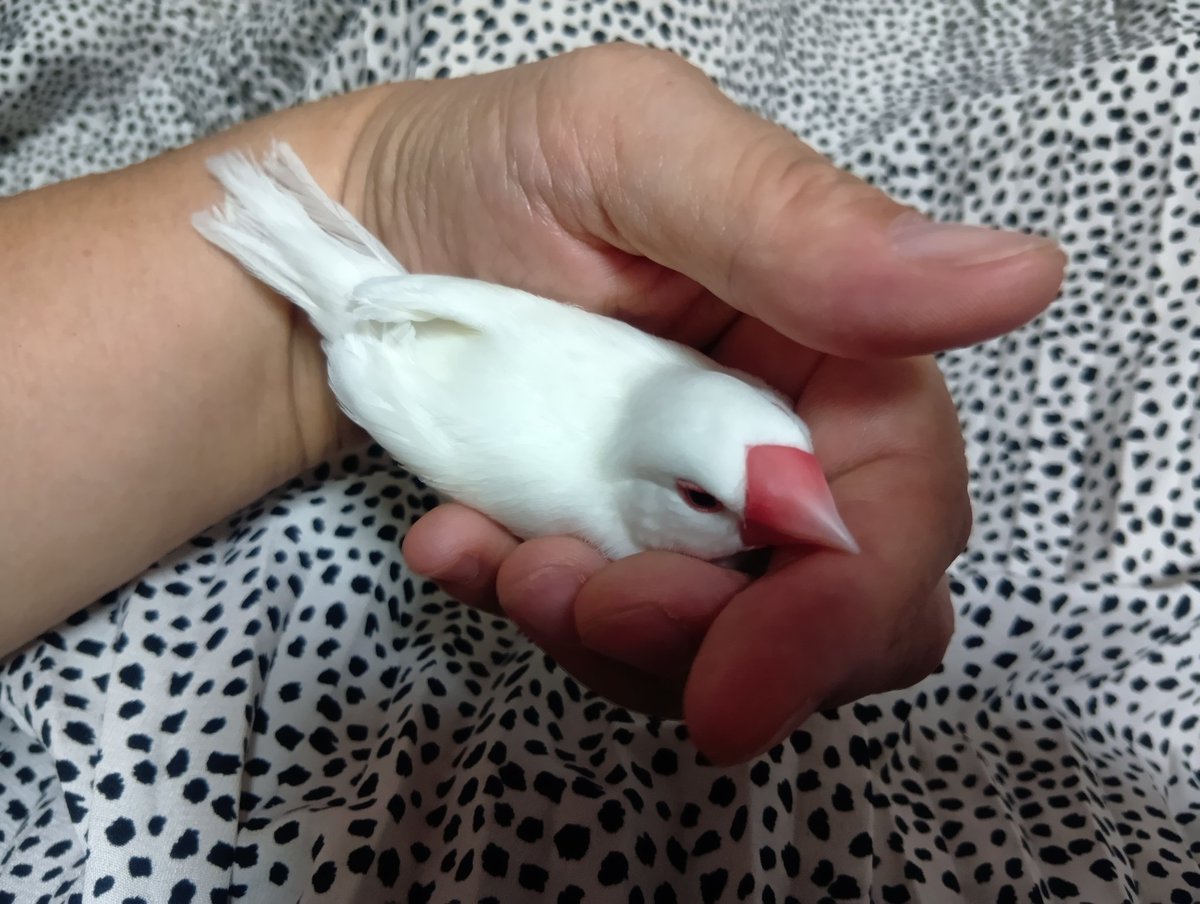 お米ちゃん、爪切り後まったり。