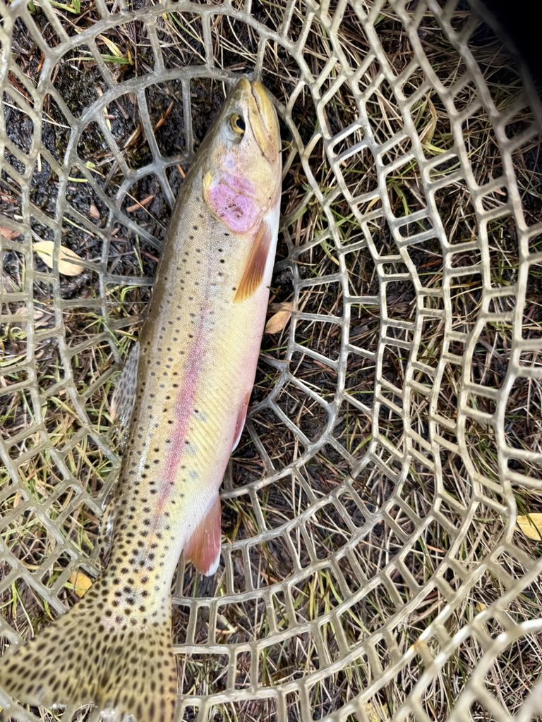 Shouldbgolfng's tweet photo. Sure looks like a Golden - hiked 13 miles today #flyfishing #troutfishing #fish #fishing #trout #wildtrout #troutfly #nymph #coloradotrout #coloradofishing #coloradoangler #catchandrelease #dryfly #dryflyfishing #nymphfishing #flytyingjunkie #flytyingphotography #flytying https://t.co/tnDSSwGq2z