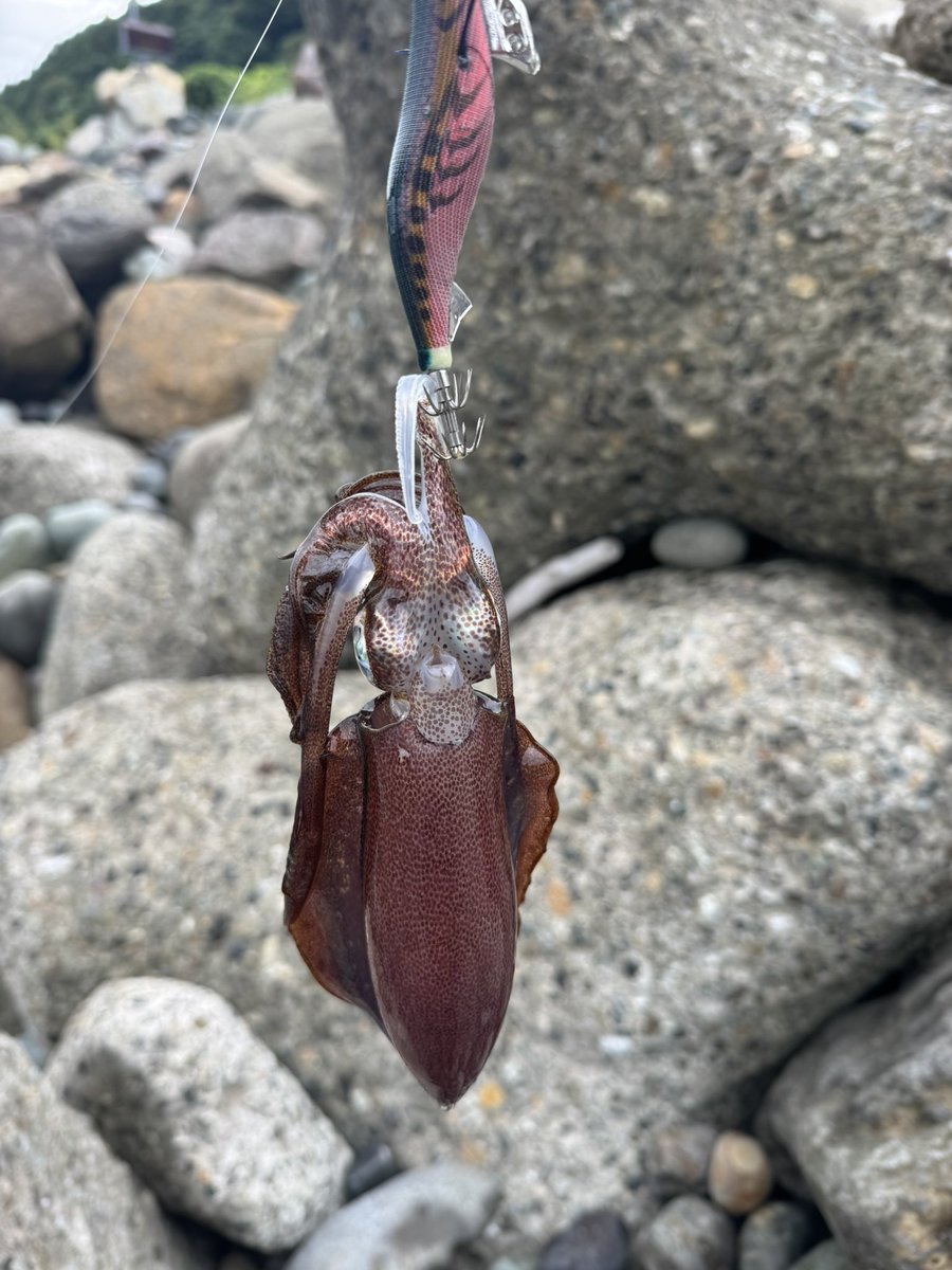 1hsadat's tweet image. 釣れてくれてありがとう🥹