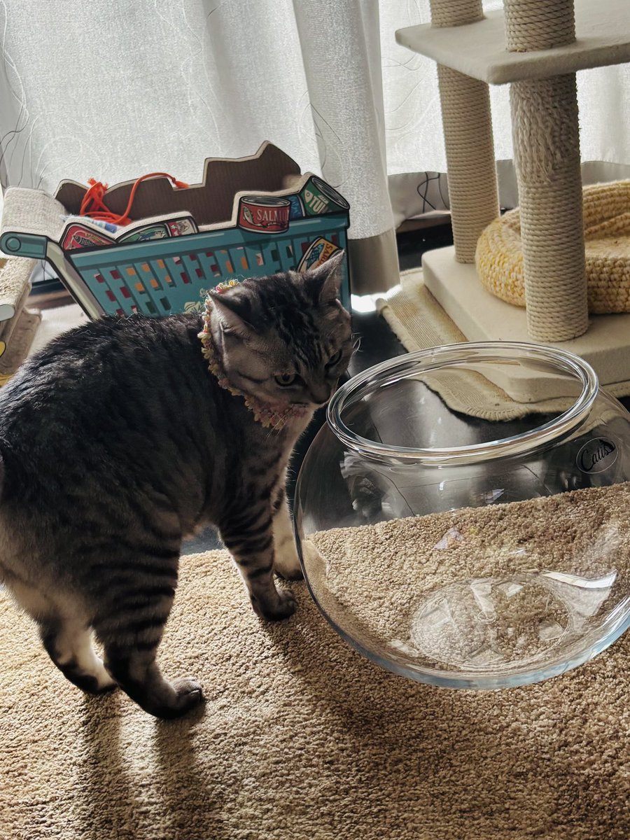 ちょうど一年前に友だちが猫イベントで買った「猫金魚鉢」

彼女んちの3にゃんこが入って、ころんと丸く液化した可愛いお姿を見るのを楽しみにしてたんだけど、全然入ってくれなかったのでめめちゃんに譲ってもらいました
果たしてめめちゃんは入ってくれるでしょうか。今のところ興味はありそうだけど