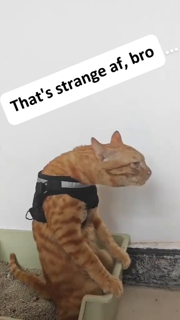 yall look at the figma i bought