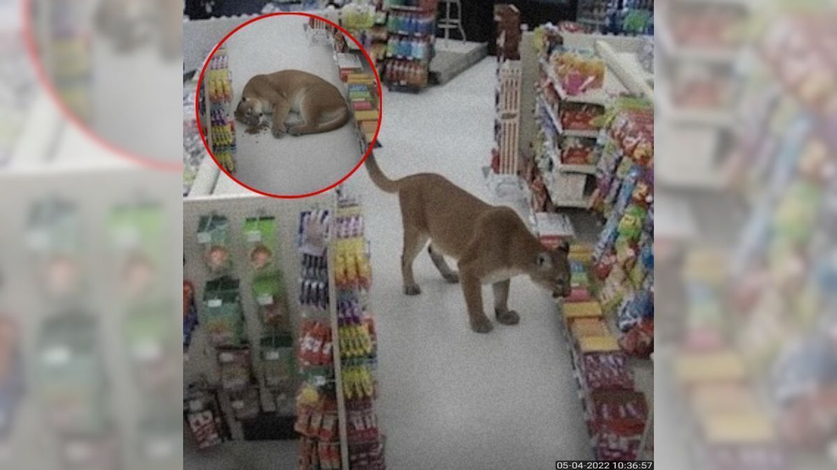 We regret to inform you that this story about a mountain ...