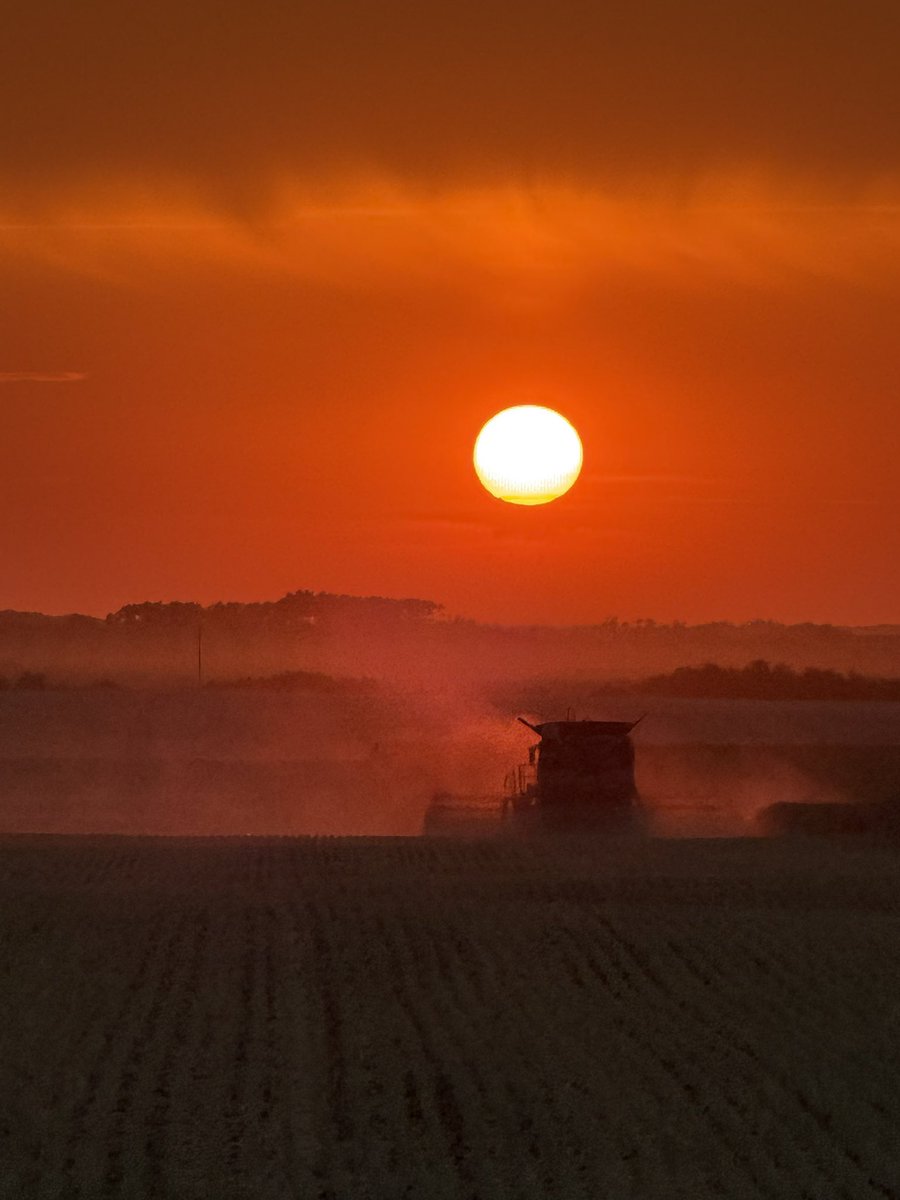 Canola harvest