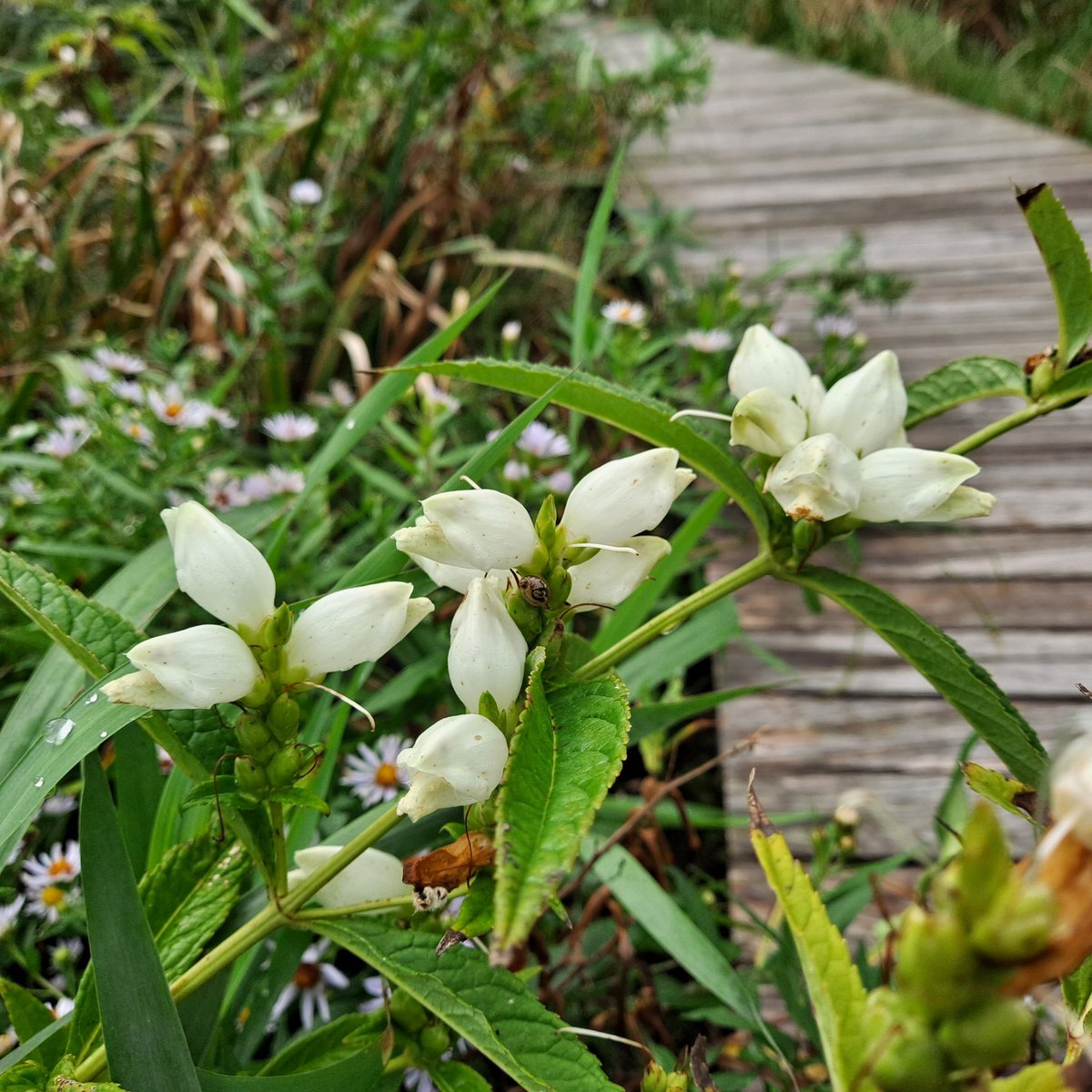On a dark rainy day, I lift my spirits with a visit to Eloise Butler Wildflower Garden and Bird Sanctuary. I believe the flowers are at their happiest, as they get a good drink of water. A truely magical place! Thanks to the amazing volunteers! 🚗🍁🌻🌸❤️