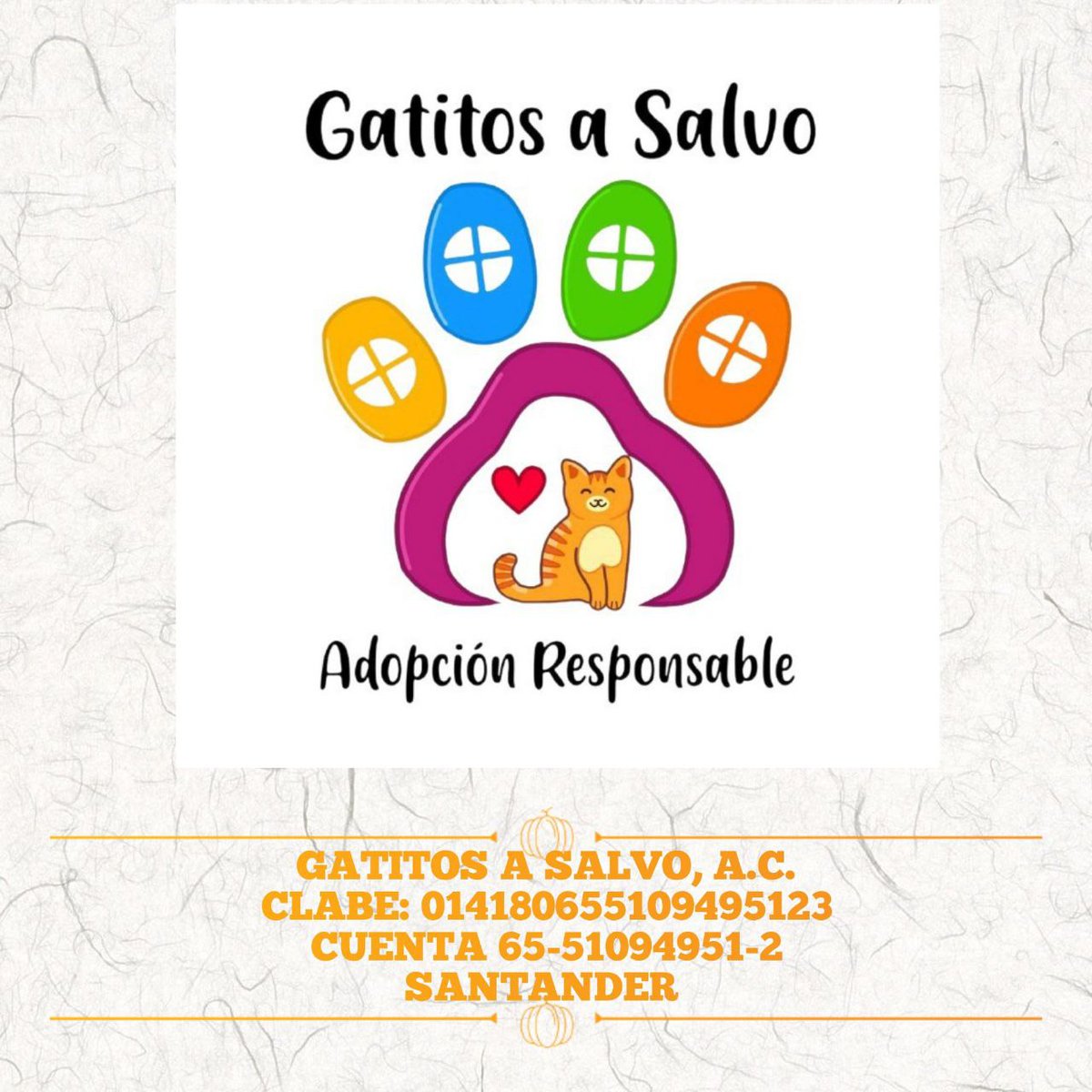 gatitosasalvo's tweet photo. #FAMILIAFELINA acaban de llegar 7 pequeñitos... estamos gustosos de ayudarlos, pero traen cierto problema en la piel que mañana sabremos. Si alguien gusta ayudarlos económicamente, les dejamos la cuenta https://t.co/l71pJeyiDv