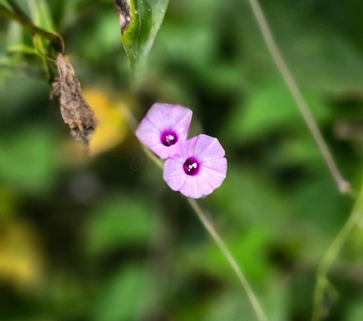 OmkarsClicks's tweet image. #Inremembrance 
Dr. Hema Sane, a world of knowledge in botany, a person who loved and believed in the power of nature, person who lived without electricity since 1960- passed away. 
ॐ शांति: 🙏

#theme_pic_India_flowers