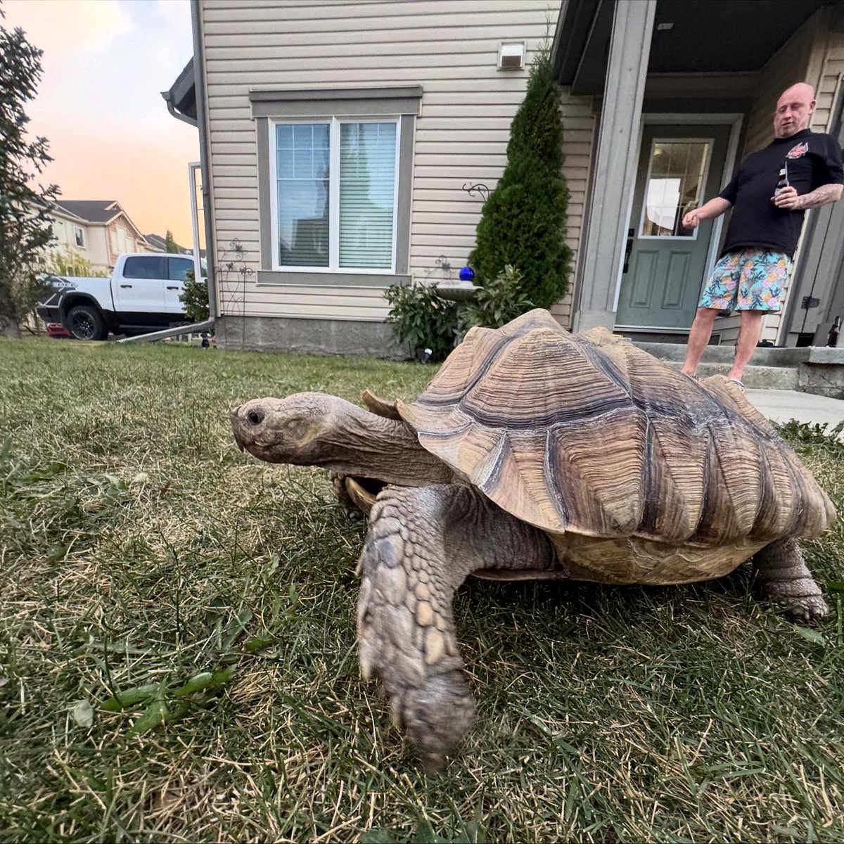 fimango's tweet photo. Apparently we weren’t the first to screech to a stop & scream out the window “CAN I PET THAT DAWGGG” #airdrie #airdrietortoise #tortoise #bestpitstop #roadsideattraction #canipetthatdawg #dog #summer #IsItStillSummer #livingmybestlife #stillalive #stillthriving ✌️ https://t.co/e1gwJsfOkB