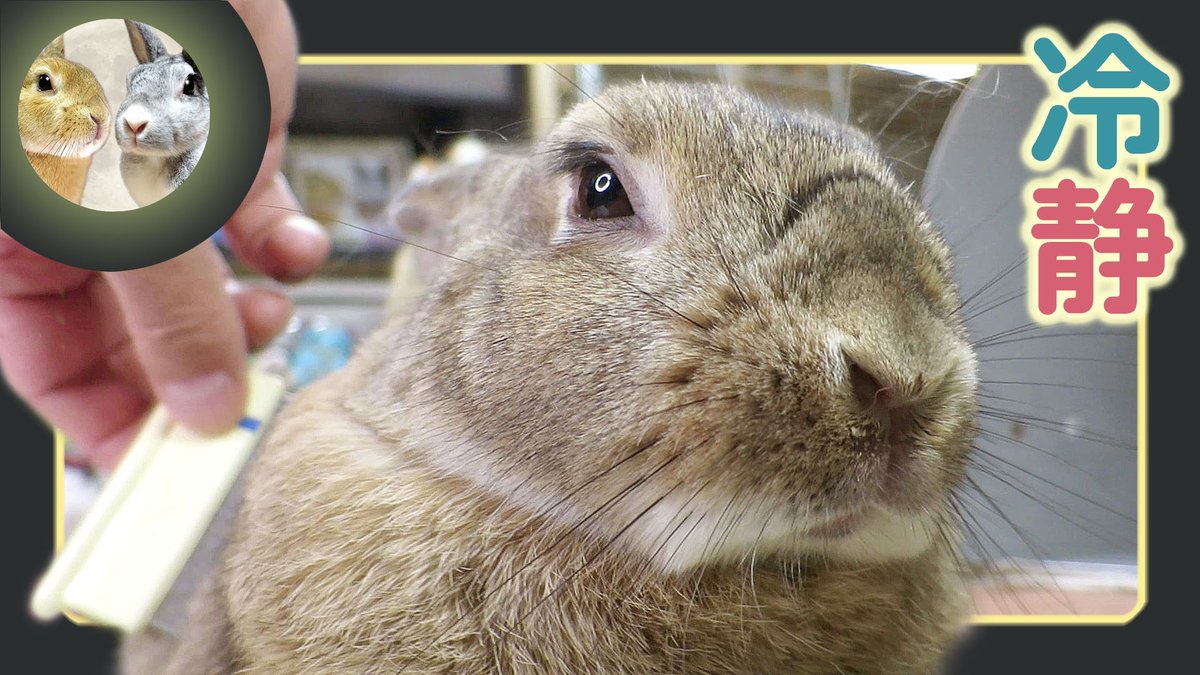 うさぎだいすき MTM068-01（うさぎ） – メタモルフォーゼ