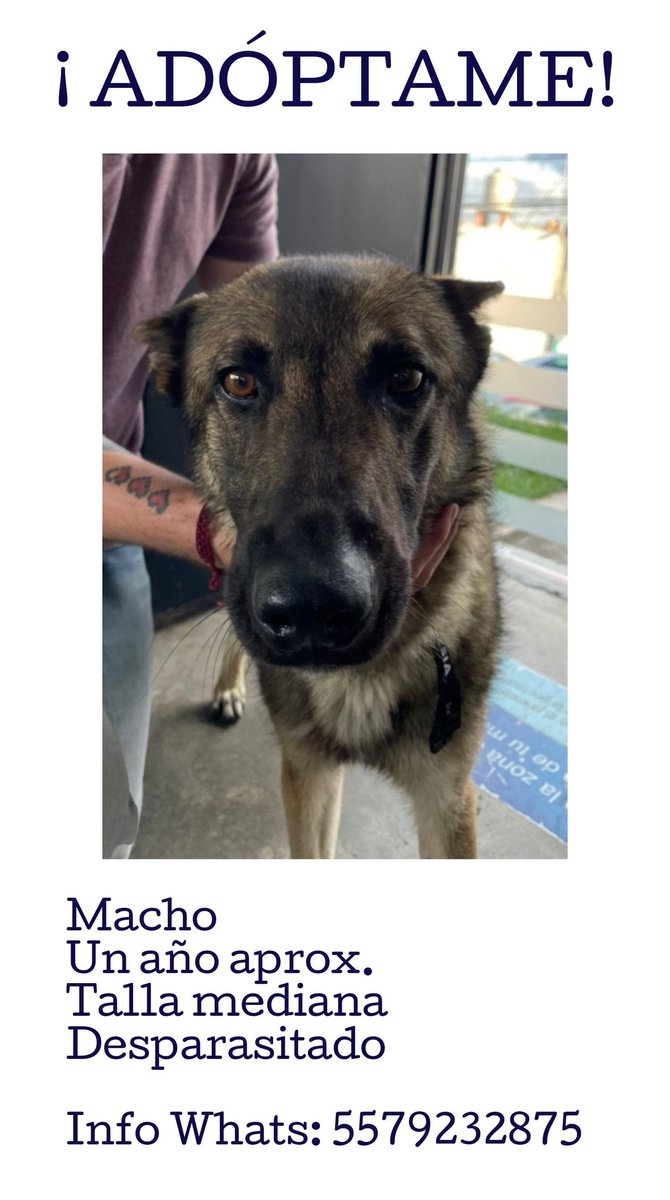 Un #RescatistaIndependiente nos pide apoyo para difundir a éste pequeño rescatado en busca de una familia o, si eres la suya y lo extraviaste contáctale; se entrega a menos que constates convivencia familiar con él y #CartillaDeVacunación y/o chip

#AmamosALosPerros🐾💜🐾💜