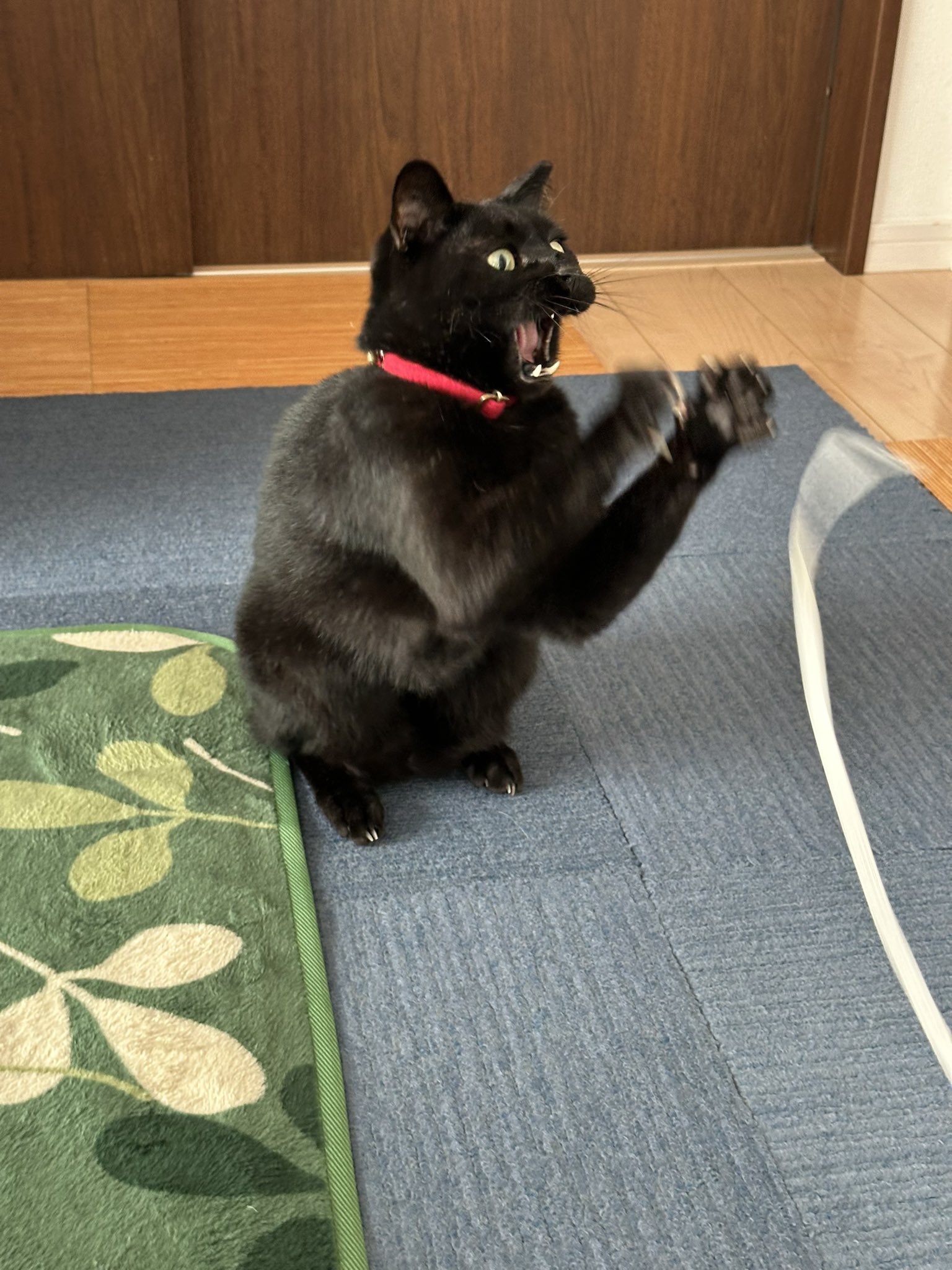 黒猫 10月の個展にて販売予定の2026年カレンダーのサンプルが来ました