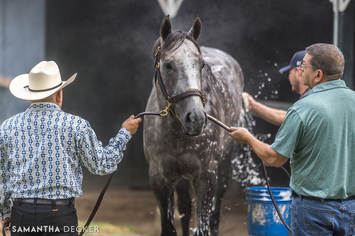 sdeckerphoto's tweet photo. 2024 Pennsylvania Derby winner Seize the Grey. https://t.co/NXJdWOiZYU