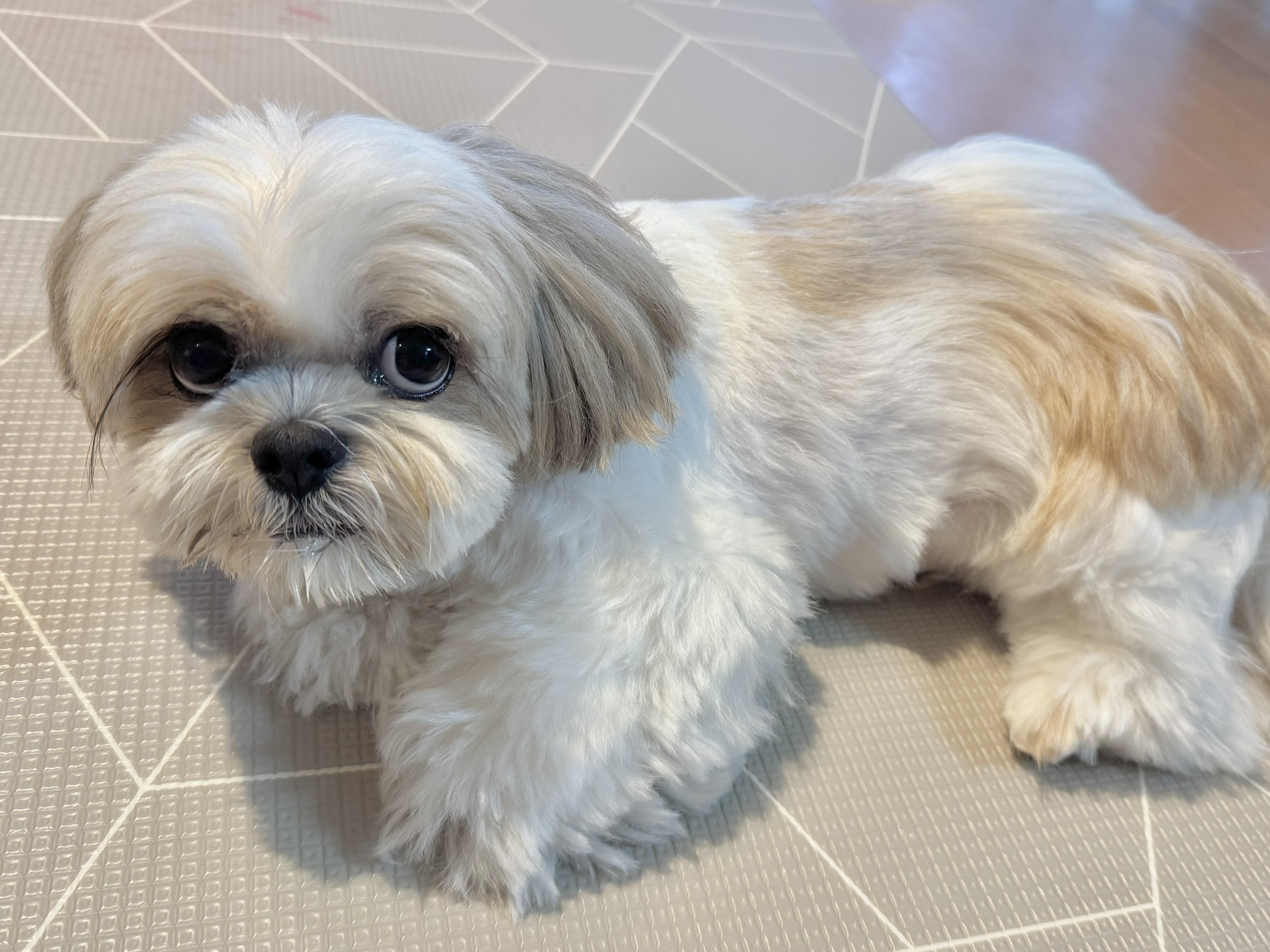 【SOLD】ネモフィラ ⚘ わんちゃん バスケット   シーズー SOLD】ネモフィラ ⚘ わんちゃん バスケット シーズー
