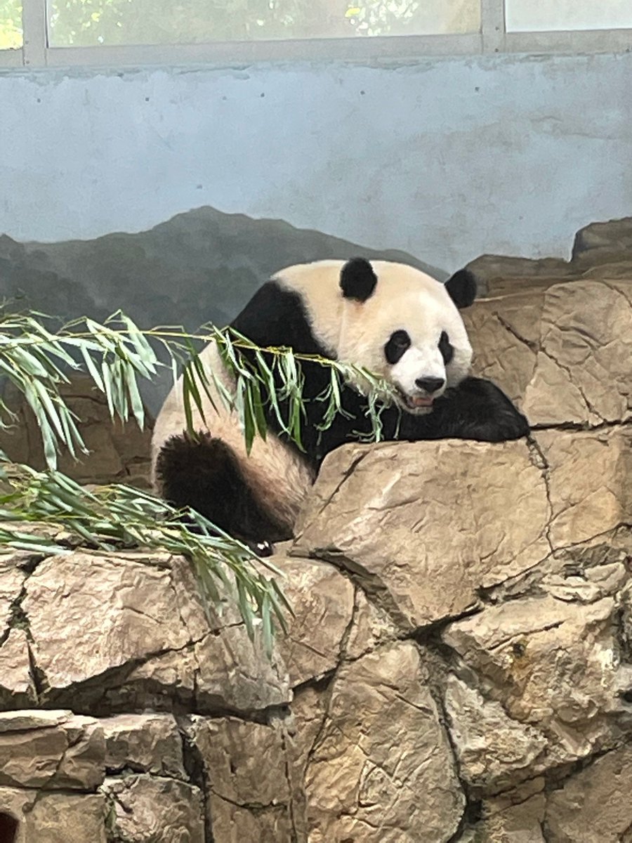 erintophat2's tweet image. @DCPandaCub4 Cheej hangs out on rocks, maybe nibbles boo 9/14/25🥰 #PandaStory @NationalZoo @BeiBeiPanda3 @pinkypanda0823 @baobao_chine @grandmeixiang @tiantianpanda97 @goobearCTJ @huahua_nino @24ichico @PookieDigi4Ever @LoveofPandas1 @Doralovesbears @DCPandaGirl @NormaValentini