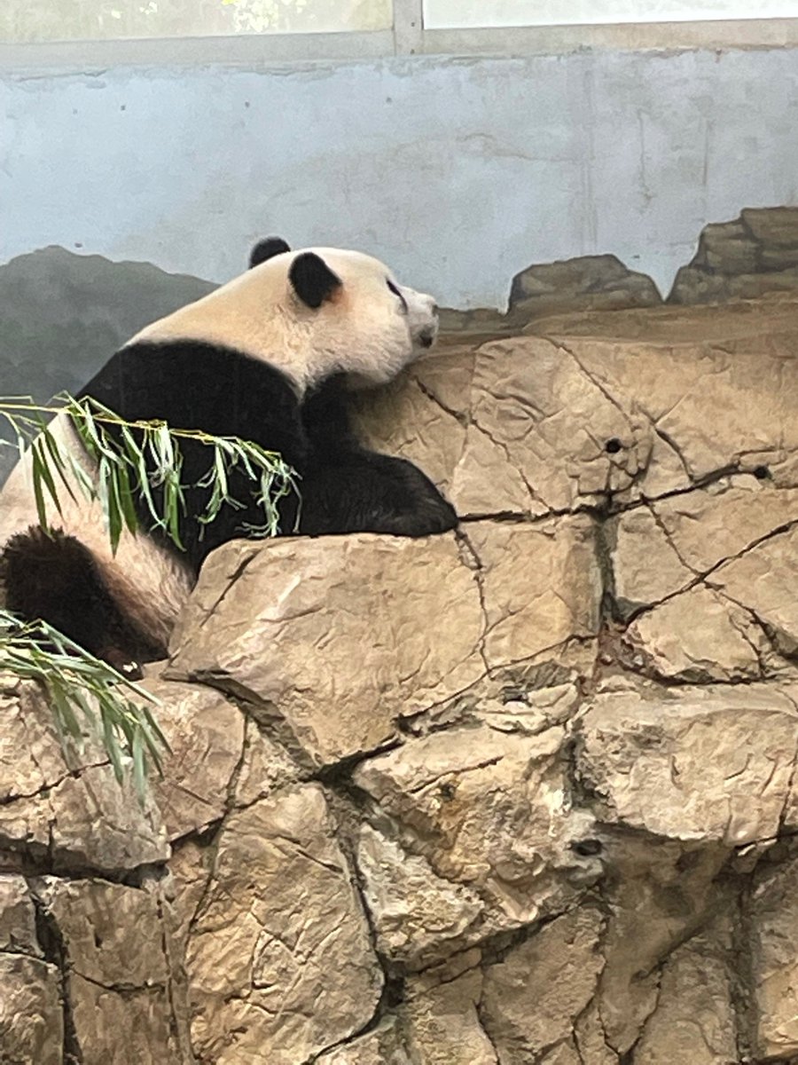 erintophat2's tweet image. @DCPandaCub4 Cheej hangs out on rocks, maybe nibbles boo 9/14/25🥰 #PandaStory @NationalZoo @BeiBeiPanda3 @pinkypanda0823 @baobao_chine @grandmeixiang @tiantianpanda97 @goobearCTJ @huahua_nino @24ichico @PookieDigi4Ever @LoveofPandas1 @Doralovesbears @DCPandaGirl @NormaValentini