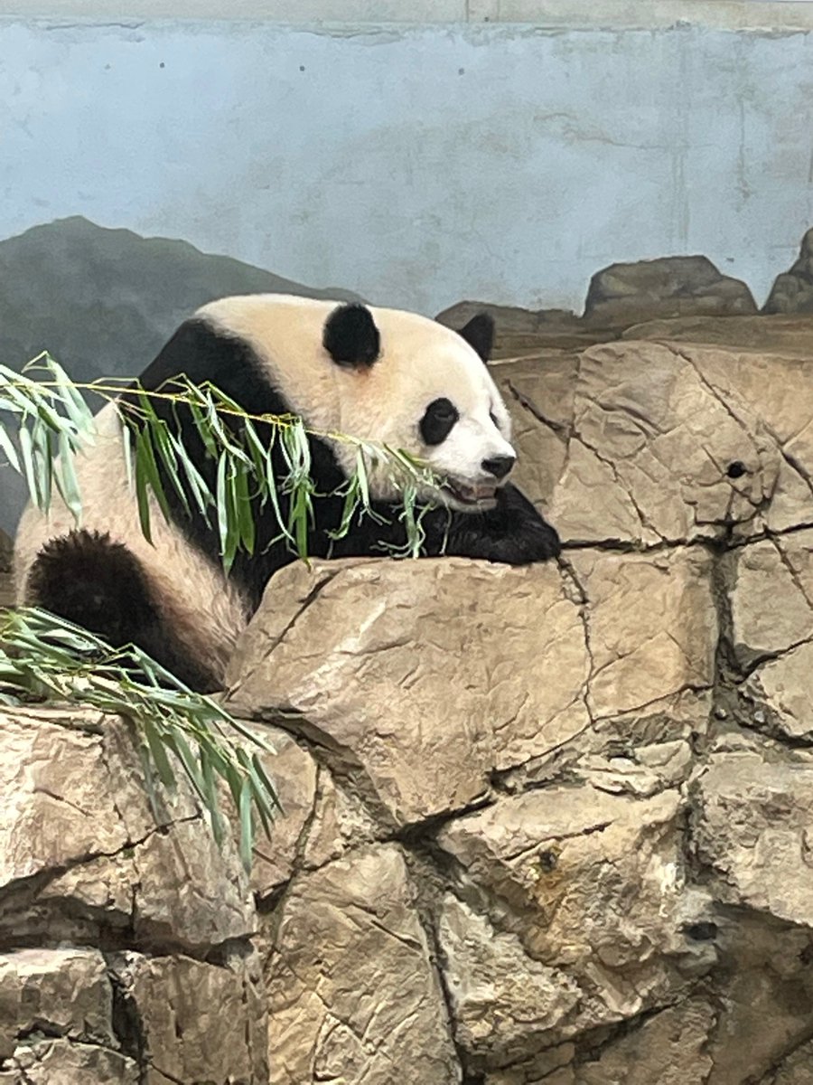 erintophat2's tweet image. @DCPandaCub4 Cheej hangs out on rocks, maybe nibbles boo 9/14/25🥰 #PandaStory @NationalZoo @BeiBeiPanda3 @pinkypanda0823 @baobao_chine @grandmeixiang @tiantianpanda97 @goobearCTJ @huahua_nino @24ichico @PookieDigi4Ever @LoveofPandas1 @Doralovesbears @DCPandaGirl @NormaValentini