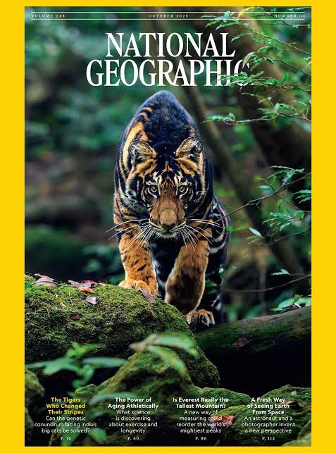 supriyasahuias's tweet image. Congratulations @prasen_yadav 
Your breathtaking photograph of the rare black tiger from Similipal shines on the October 2025 cover of National Geographic. A once-in-a-lifetime image that brings spotlight on India’s wild treasures to millions in the world. Bravo 👏  @NatGeo…