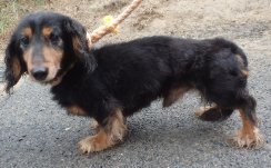 迎えを待ってます😟お心当たりのある方、教えてあげて🙏
city.iwaki.lg.jp/www/contents/1…
#福島県 #いわき市 #いわき市小名浜 #小名浜大原丁新地 9/4収容😖
#ミニチュアダックスフンド ♂️ #迷子犬 #迷い犬 
#拡散希望  飼い主様・関係者以外の連絡不可です。