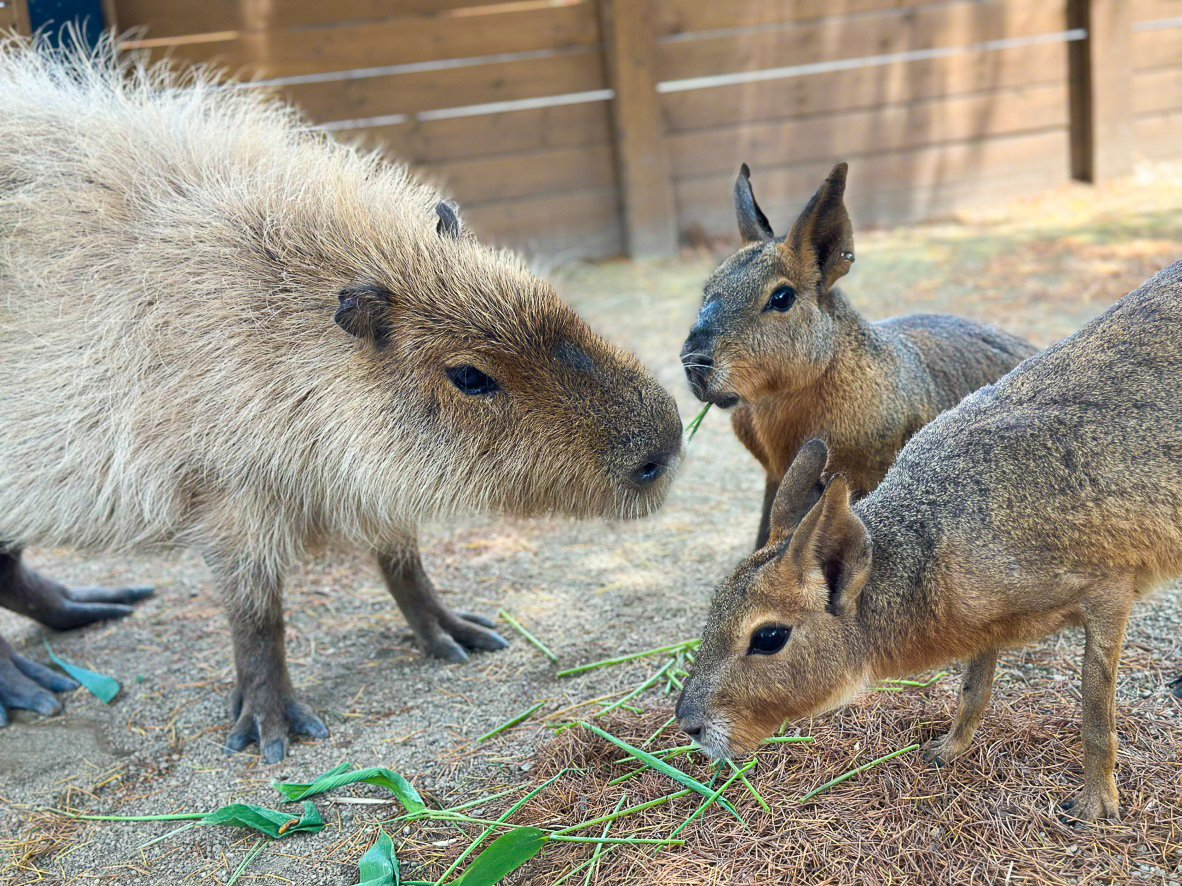 少し肌寒いこんな日は、温泉でまったり♨️♨️マーラとのかわいいスリーショットも撮れました☺️🫶
#那須どうぶつ王国
#nasuanimalkingdom 
#カピバラ