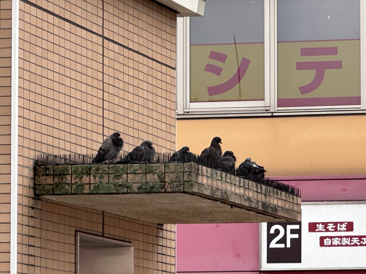 ぶっ刺さりハトズ
