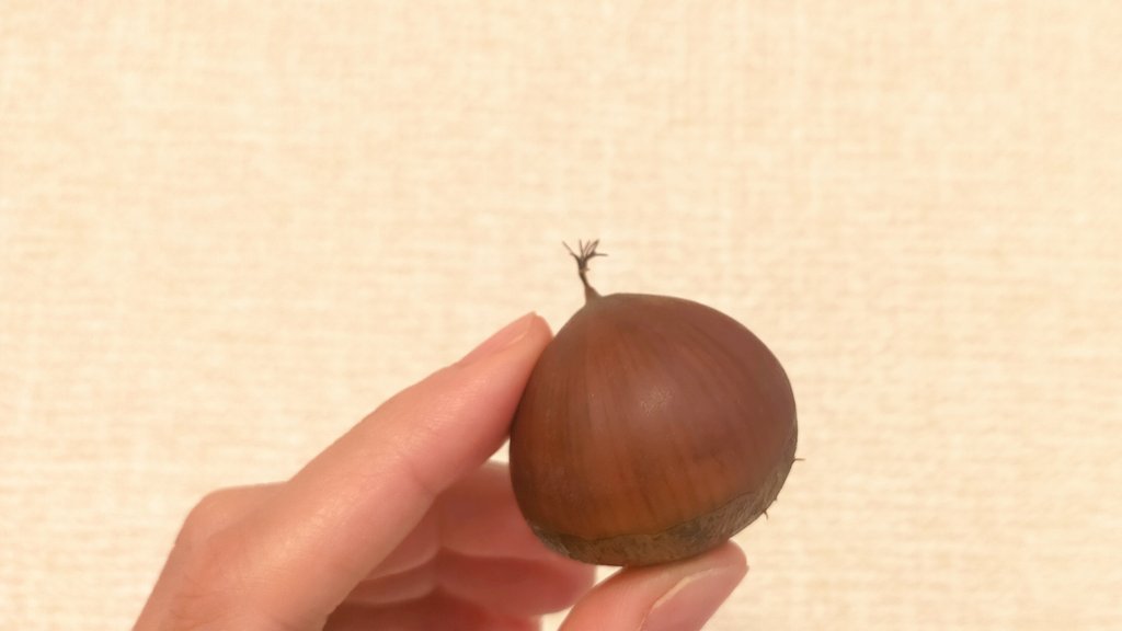 utaumochi's tweet photo. お隣さんからもらった栗。
ちょんまげみたいでかわいい https://t.co/aAba1XiVSx