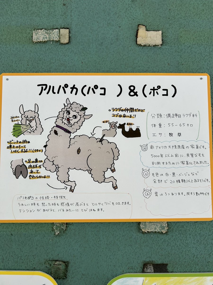 アルパカだけ様子がおかしい🤣 #アルパカ #東山動植物園