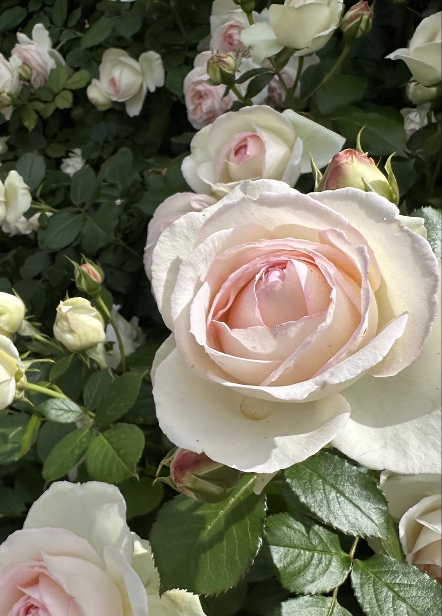 薔薇は「ブランピエールドゥロンサール」🌹
( Rose Blanc Pierre de Ronsard )

素敵な土曜日を🌹🍀🩷🌱😊
Good  Saturday Afternoon ♪  

#BlancPierredeRonsard
#ブランピエールドゥロンサール