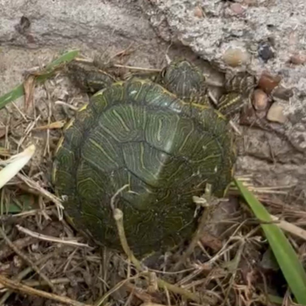 Earlier today, while at recess, Ms. Valle's 3rd graders found a baby yellow-bellied slider turtle on the playground. This is another example of Wilder being an Animal Kingdom this year. #WilderWolves #BuildingBrightFutures #AllinAlvinISD