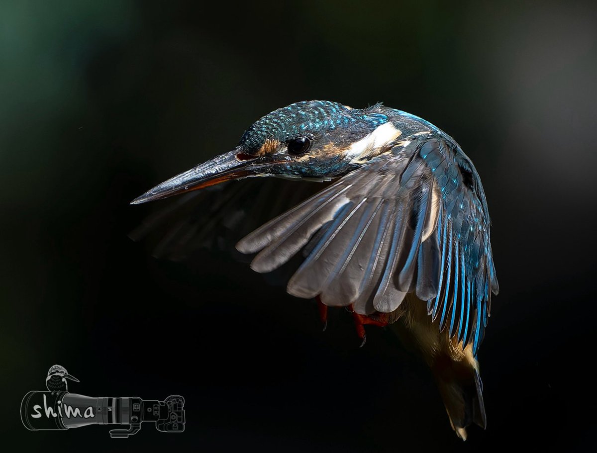 shima12041204's tweet image. こんにちは🐥

今日の撮れたてぴちぴちのカワちゃん🐥✨

今日はNikon
z9 にz64
良いのが撮れました🥳

#NikonZ9 
#z64
#カワセミ