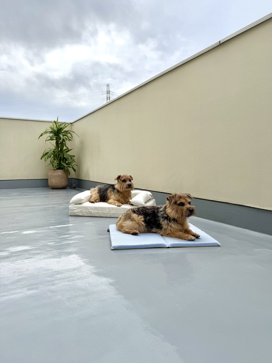 雨で濡れても外が大好き🐶🎶