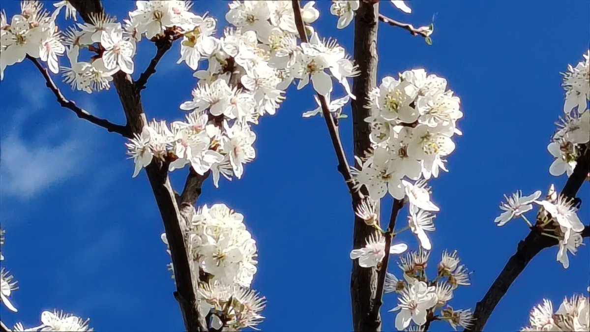 𝐸𝒹𝒾𝓉 𝒫𝓅 ➳༻❀✿❀༺➳ .•♫•♬• •♬•♫•. tweet media