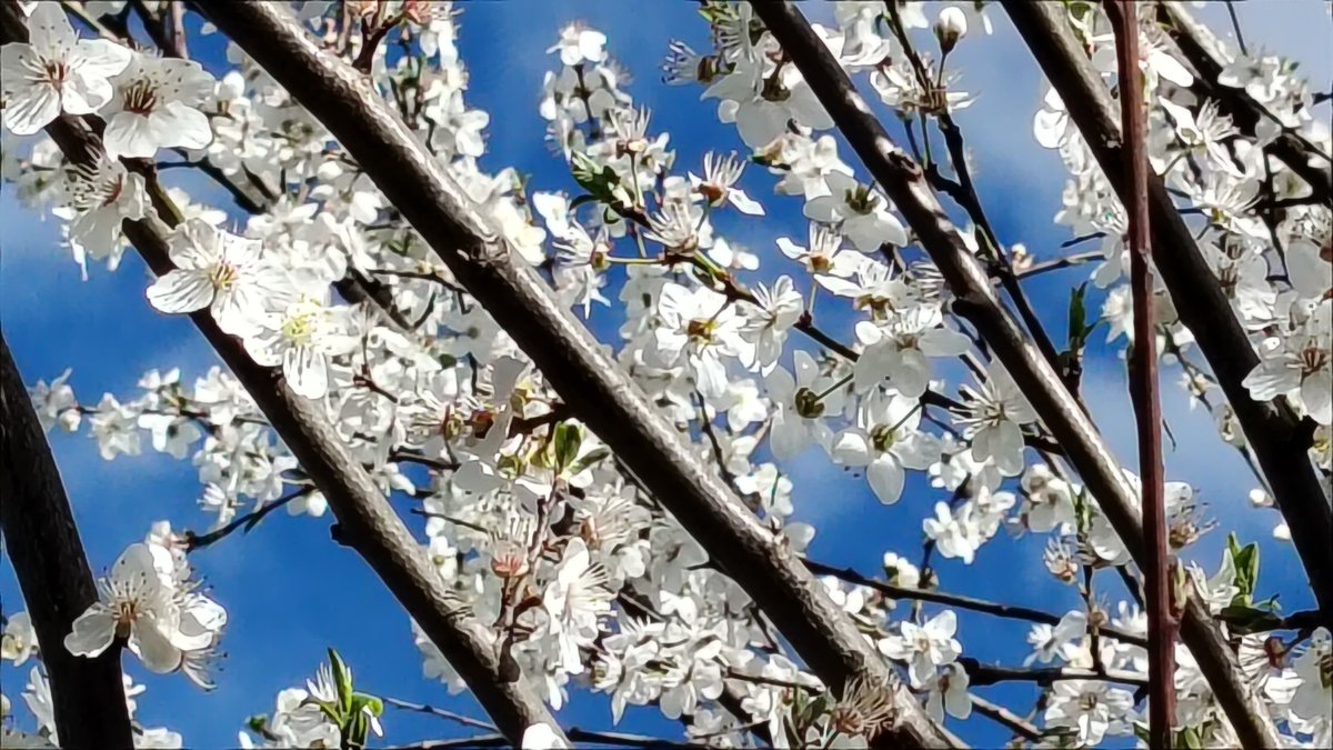 𝐸𝒹𝒾𝓉 𝒫𝓅 ➳༻❀✿❀༺➳ .•♫•♬• •♬•♫•. tweet media