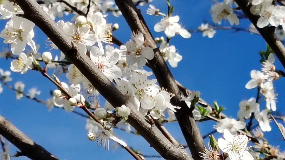 𝐸𝒹𝒾𝓉 𝒫𝓅 ➳༻❀✿❀༺➳ .•♫•♬• •♬•♫•. tweet media