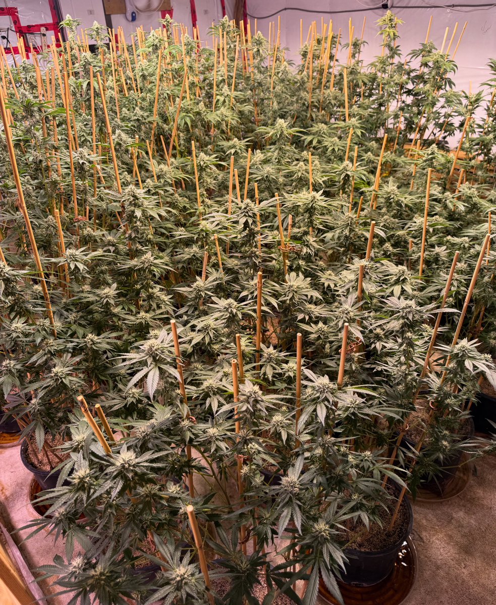 Day 34 F 
Mainly PTK, GG4, Wedding Cake, 
With a couple GMO RB, SGC, MAC1