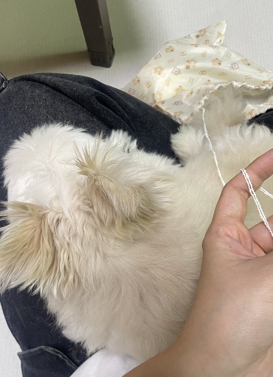 뜨개를 시작하면 강아지가 다가와서 눈치준다
무릎 올려달라고 (*´ლ`*) 
귀여운뜨개강아지