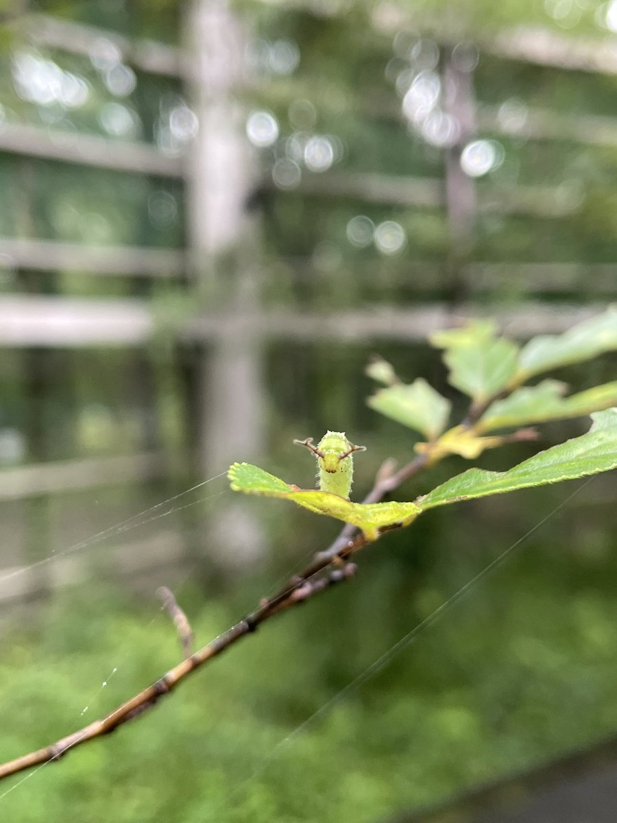 nante_115's tweet photo. 時間つぶしに行ったけど結構よくてびっくり！！成虫がいる時期に来たい https://t.co/1EkjDXeyBl